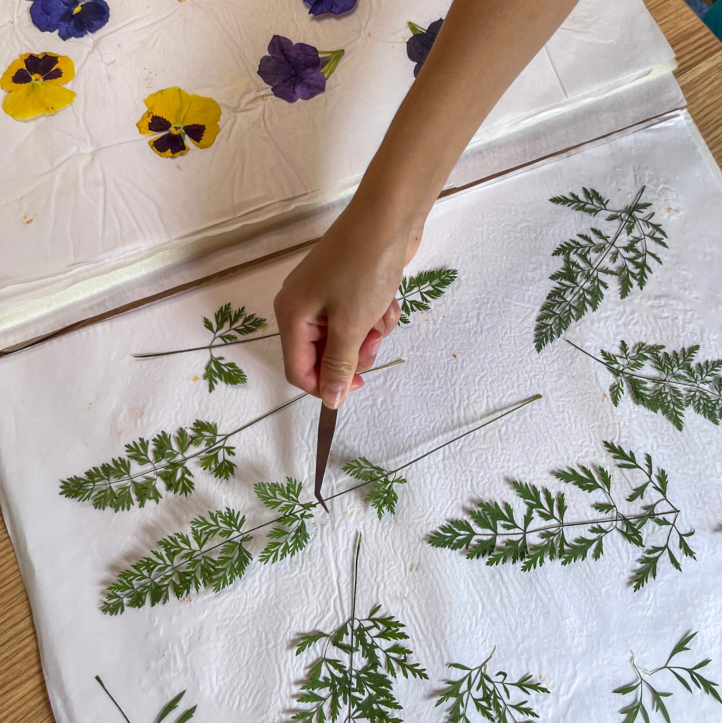 Kids Summer 3-Day Workshop | Natural Dyeing and Floral Printing | Age 8-14 | July 16th-18th | 9:30am - 12pm